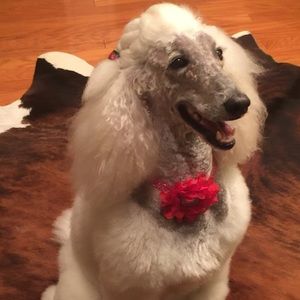 Meet your Posher, Star